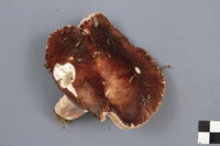 Russula brunneola image